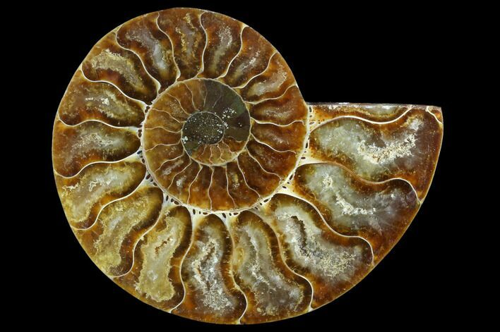 Agatized Ammonite Fossil (Half) - Madagascar #123287